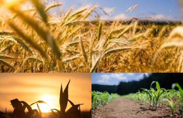 Contém 3 imagens: um campo de trigo, milho visto ao por do sol e campo cultivado de milho ainda pequeno.