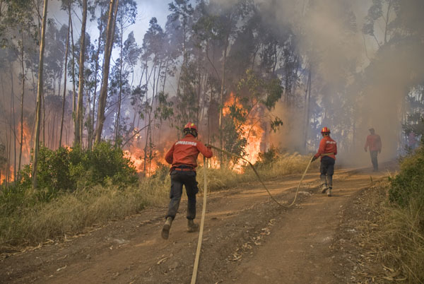 Bombeiros a combater incêndio florestal.