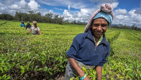 Mulheres a trabalhar nos campos da Papua Nova Guiné